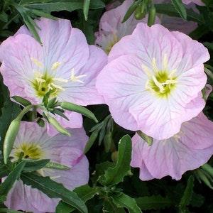 PINK EVENING PRIMROSE Oenothera Hardy Perennial 20 Seeds