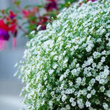 BABY??S BREATH Flower Seeds - CLASSIC Heirloom Gypsophila / Covent Garden / Chalk / Gauze and Gypsy Flowers / Diy Arrangements - Seeds