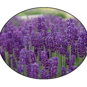 Hidcote Lavender Flower Seeds -