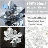 68 Pcs Gray Pressed Dried Flowers for Resin Molds, Real Natural Silver