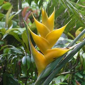 Heliconia champneiana 'Maya Gold' - Lobster Claw - 10 Seeds