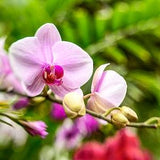 Orchid Print, Orchid Photography, Orchid Photo, Orchid Photo Print, Pink Wall Art, Floral Photography, Floral Photos, Floral Print