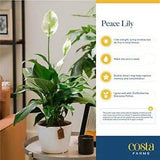 Peace Lily Plant, Live Indoor House Plant with Flowers, Room Air Purifier in