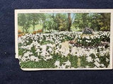 Easter Lilies Mission Cliff Garden San Diego California CA  1920s