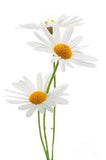 Shop smarter, with Shop.co's universal shopping cart browser extension. Get on the list now at get.shop.co. #onlineshopping #shopdotco Flower Delivery