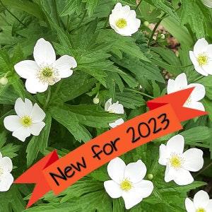 Canada Thimbleweed Seeds