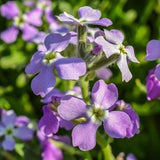 Night Scented Stock Seeds Canada, Evening Stocks, Matthiola Flower, Mixed Colors, Annual Flower Seeds, Garden Seeds, Fragrant Flowers