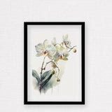 Orchid Watercolor Print, Watercolor Orchid Wall Art, White Flower Wall Art ,Watercolor Floral Art Print, Orchid Decor , White Floral Art