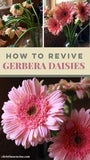 How to Revive Gerbera Daisies Flower Delivery