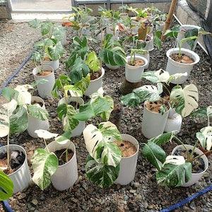 Monstera Albo Borsigiana Rooted Nodes Cuttings Variegated Very Top Rare With Free Phyto Certificate Gift