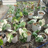 Monstera Albo Borsigiana Rooted Nodes Cuttings Variegated Very Top Rare With Free Phyto Certificate Gift
