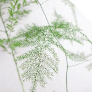 Tiki Fern Asparagus 'virgatus' Seeds - Wedding foliage - Organic - Fresh decor - Garden and Grow - Indoor decor