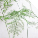 Tiki Fern Asparagus 'virgatus' Seeds - Wedding foliage - Organic - Fresh decor - Garden and Grow - Indoor decor
