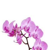 Pink Orchid Art Print,Orchid Print,Flower Print,Floral Wall Art,Orchid Art Print,Flowers Wall Art,Orchids Printable,Flower Poster