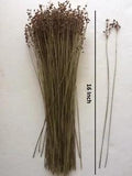 200 Pcs Natural Dried Pampas Grass Reed Flower Bunch Bouquet Home Wedding Decor