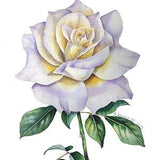 ORIGINAL watercolor painting,  white rose wall art, botanical illustration, floral painting, watercolor rose, birth flower gift, flower art