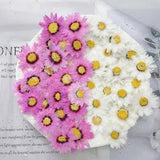 12PCS real Pressed Daisy Flower Head, 2 colors available FHT04