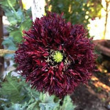 Black Swan Peony Poppy SEEDS huge heads cut flower bouquet florist wedding Urban garden