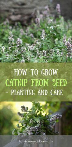 HOW TO GROW CATNIP FROM SEED Flower Delivery