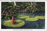 Taking a Sun Bath on a Lily Pad Florida Mckee Jungle Gardens Postcard Unposted
