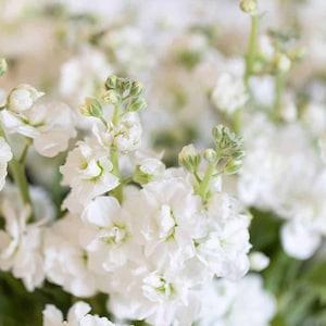 30 seeds stock Seeds - white Matthiola incana