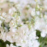 30 seeds stock Seeds - white Matthiola incana