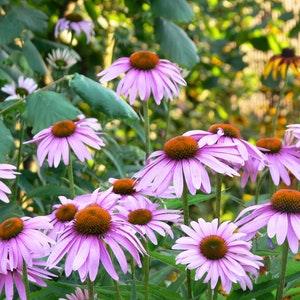 NARROW LEAF CONEFLOWER Medicinal Echinacea Augustifolia Cone Flower 5 Seeds