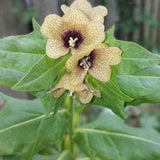 Black Henbane Seeds, Organic Hyoscyamus Niger Seeds, Beautiful Biennial, Annual, Healing Flower, Fragrant Ornamental, Witchcraft Seeds