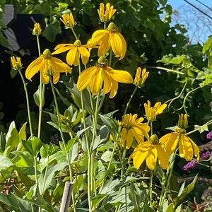 6-8?? Rudbeckia 'Autumm Sun' Coneflower SEEDS Grandiflora laciniata 'Herbstsonne' Black Eyed Susan Cut Flowers Dizzy Bees Urban Garden