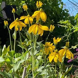 6-8?? Rudbeckia 'Autumm Sun' Coneflower SEEDS Grandiflora laciniata 'Herbstsonne' Black Eyed Susan Cut Flowers Dizzy Bees Urban Garden