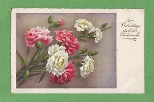 1930 white and red Dianthus carnation pink sweet William flower fern Birthday Gr