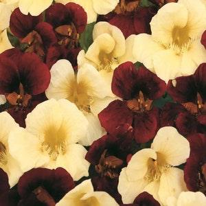 40 Nasturtium, Night and Day Mix | Open-Pollinated, Non-Hybrid & Non-GMO Heirloom Flower Seeds, Container Friendly Flowers