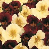 40 Nasturtium, Night and Day Mix | Open-Pollinated, Non-Hybrid & Non-GMO Heirloom Flower Seeds, Container Friendly Flowers