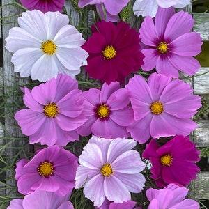Double Bloom Cosmos Seeds cut flowers bouquet florist wedding from Dizzy Bees Urban Garden