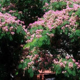 Silk Tree {Albizia julibrissin} Exotic Ornamental | Bonsai | 30 Pre-Stratified seeds | Free U.S. Shipping!