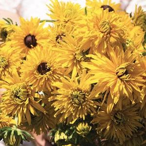 25 Seeds / Gloriosa Double Daisy Organic Rudbeckia Seed (#101) / Organic Seeds