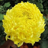 30 Double YELLOW PAEONY ASTER Peony Callistephus Flower Seeds *Combined Shipping
