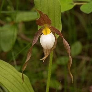 White Ladyslipper
