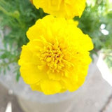 Yellow French Marigold Seeds Canada, Bright Neon Color 50+ Seeds Bulk Lot, Container Gardening, Sun Loving Annual, Shade Tolerant + GIFT!