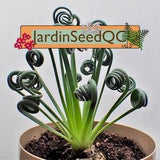 Albuca spiralis frizzle sizzle (15 seeds) Fresh seeds Sep 23