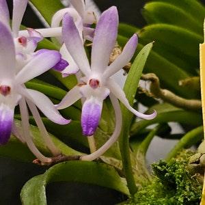Neostylis Lou Sneary 'Bluebird' (Vanda falcata x Rhynchostylis coelestis)