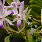 Neostylis Lou Sneary 'Bluebird' (Vanda falcata x Rhynchostylis coelestis)