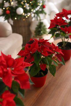 17 Best Christmas Flowers You Should Grow Flower Delivery