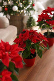 17 Best Christmas Flowers You Should Grow Flower Delivery