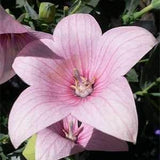 Rose Balloon Flower Flower Seeds/Platycodon Grandiflorus/Perennial   45+