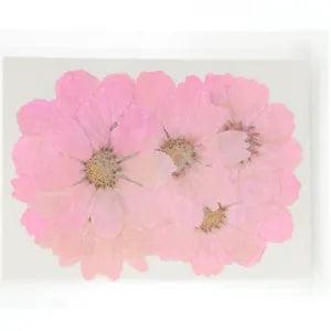 12PCS Real Pressed Dry dyed purple Garden Cosmos flower for art, craft FSS59 #2