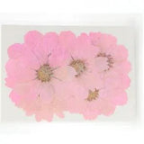 12PCS Real Pressed Dry dyed purple Garden Cosmos flower for art, craft FSS59 #2
