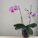 Handmade ceramic decorative planter. 5.5 inches black pottery pot with holes. Especially suitable for Moth orchids. Nordic minimalism.