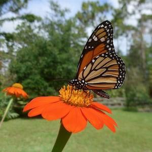 Orange Mexican Sunflower (Tithonia  rotundifolia 'Goldfinger')  Packet of 25 seeds with New!