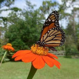 Orange Mexican Sunflower (Tithonia  rotundifolia 'Goldfinger')  Packet of 25 seeds with New!